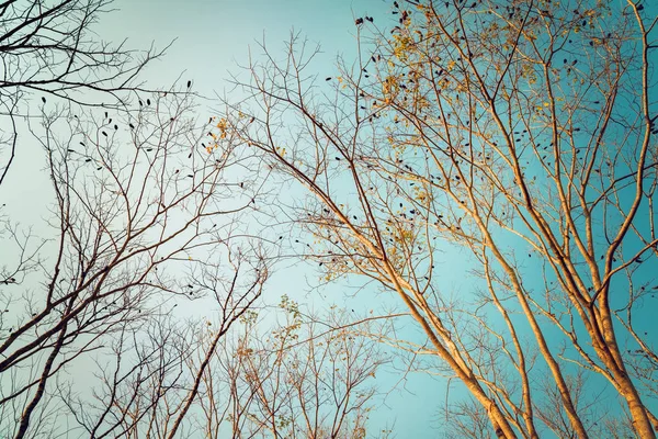 나무의 배경입니다 정글을 풍경입니다 빈티지 — 스톡 사진