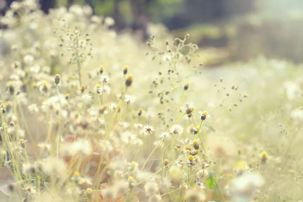 Vintage Foto Der Natur Hintergrund Mit Wilden Blumen — Stockfoto