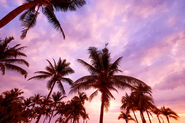 Sziluettjét Trópusi Strand Sunset Twilight Seascape Nyári Strand Palm Tree — Stock Fotó