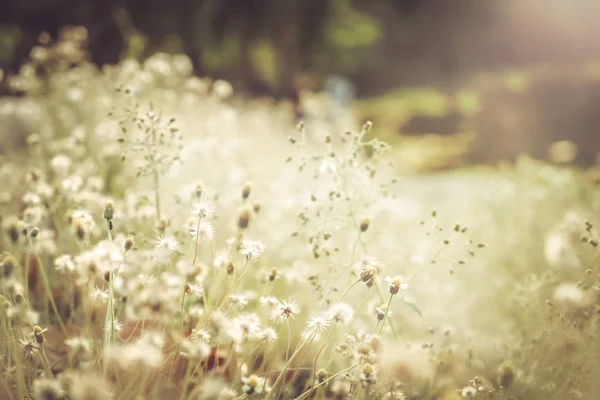 Vintage Foto Der Natur Hintergrund Mit Wilden Blumen — Stockfoto