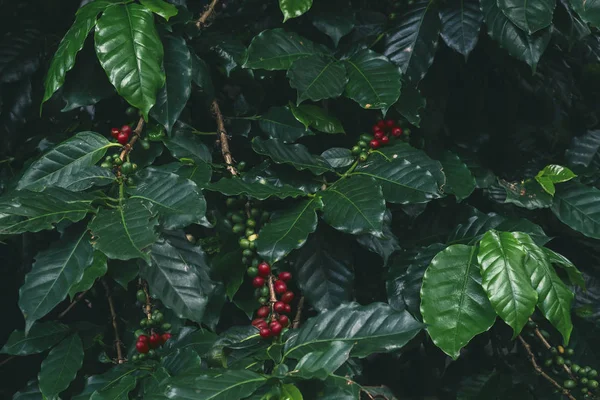 Koffie Boom Met Cherry Boon Achtergrond Van Natuur Vintage Kleureffect — Stockfoto