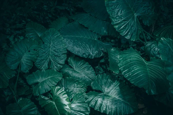Großes Laub Tropischer Blätter Mit Dunkelgrüner Textur Abstrakter Naturhintergrund — Stockfoto