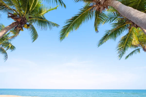 Красивий Краєвид Кокосової Пальми Тропічному Пляжі Морський Пейзаж Влітку Концепція — стокове фото