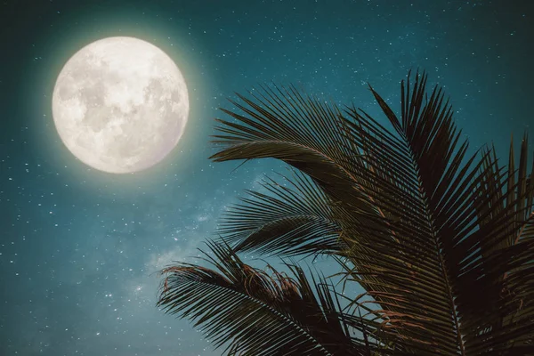 Hermosa Hoja Tropical Palmera Fantasía Con Luna Llena Maravillosa Estrella —  Fotos de Stock