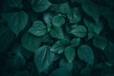 Koyu yeşil doku, soyut desen doğa arka plan tropikal yaprak yeşillik.