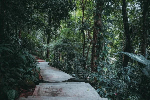 Tropikal Orman Park Vintage Renk Efekti — Stok fotoğraf