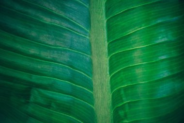 Koyu yeşil doku, soyut doğa arka plan tropikal yaprak yeşillik yakın çekim. Vintage renk tonu.