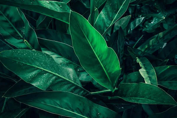 Gran Follaje Hoja Tropical Verde Oscuro Con Textura Gota Agua —  Fotos de Stock