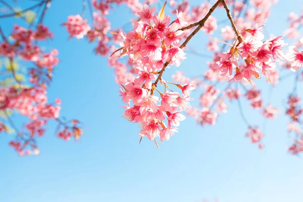 Beautiful Sakura Flower Cherry Blossom Spring Sakura Tree Flower Blue — Stock Photo, Image