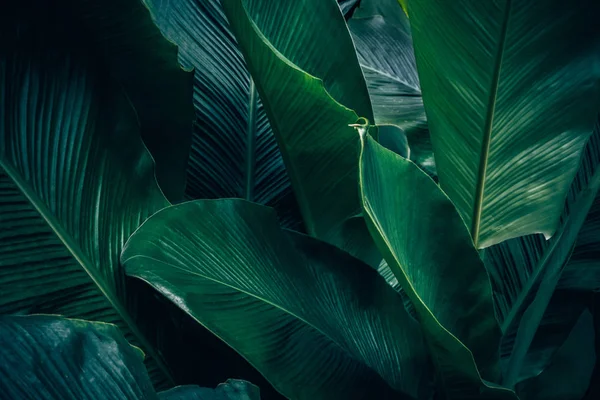 Gran Follaje Hoja Tropical Con Textura Verde Oscura Fondo Naturaleza —  Fotos de Stock