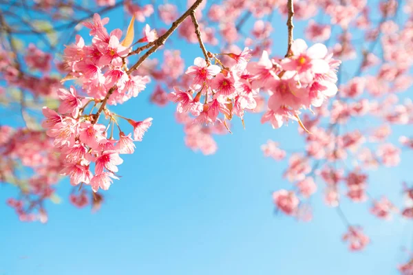 Beautiful Sakura Flower Cherry Blossom Spring Sakura Tree Flower Blue — Stock Photo, Image