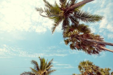 Mavi gökyüzü ve güneş ışığında yaz, uprisen açı ile tropikal plajda palmiye ağacı. Vintage instagram filtre efekti