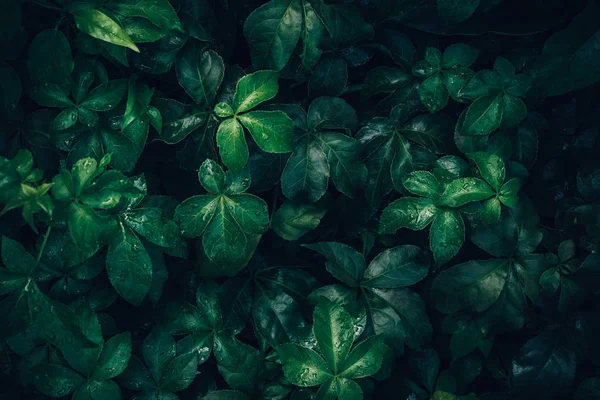 Fogliame Foglia Tropicale Verde Scuro Con Goccia Acqua Piovana Sulla — Foto Stock