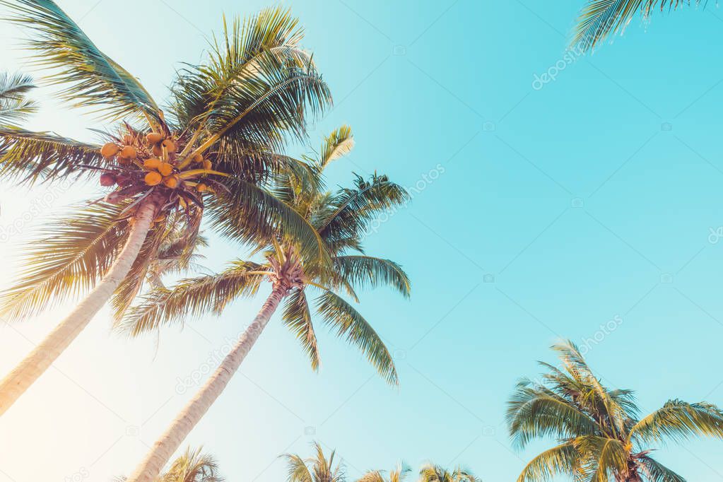 Palm tree on tropical beach with blue sky and sunlight in summer, uprisen angle. vintage filter effect