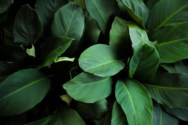 Büyük yaprakları koyu yeşil doku, soyut doğa arka plan ile tropikal yaprak. Vintage renk tonu.