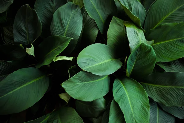 Μεγάλο Φύλλωμα Από Τροπικά Φύλλα Σκούρο Πράσινο Υφή Αφηρημένου Χαρακτήρα — Φωτογραφία Αρχείου