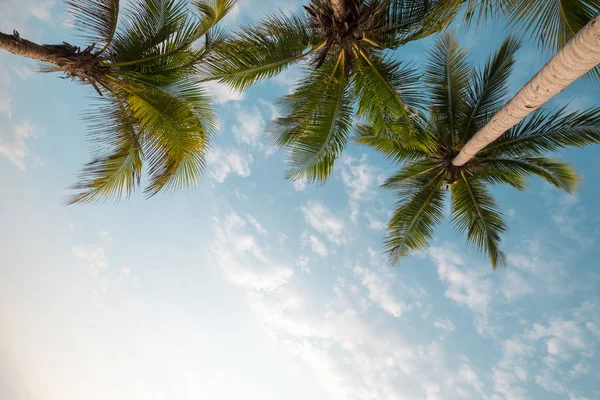Fundo Natureza Vintage Palmeira Coco Praia Tropical Céu Azul Com — Fotografia de Stock