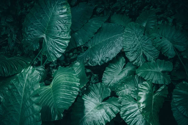Gran Follaje Hoja Tropical Con Textura Verde Oscura Fondo Naturaleza —  Fotos de Stock