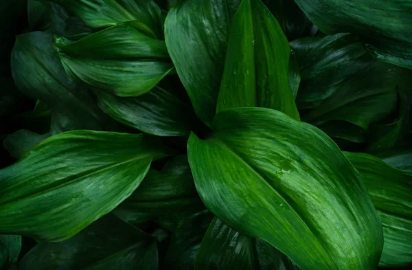 Grote Bladeren Van Tropisch Blad Met Donkergroene Textuur Abstracte Natuur — Stockfoto