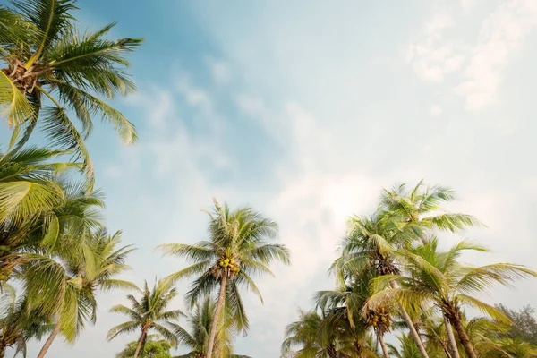 Palmeira Praia Tropical Com Céu Azul Luz Solar Verão Ângulo — Fotografia de Stock