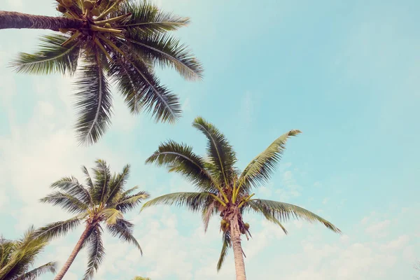 Palmeira Praia Tropical Com Céu Azul Luz Solar Verão Ângulo — Fotografia de Stock