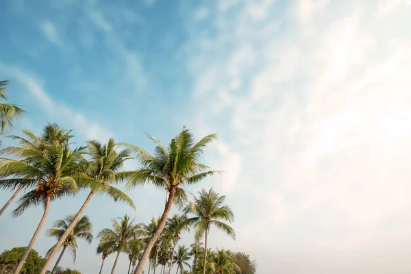 Palmeira Praia Tropical Com Céu Azul Luz Solar Verão Ângulo — Fotografia de Stock