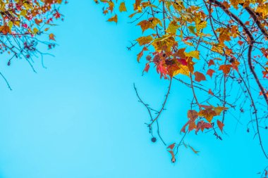 Güzel sonbahar yaprakları ve gökyüzü arka plan Sonbahar sezonu, renkli akçaağaç yaprakları ağaç sonbahar parkta sonbahar yaprakları vintage renk tonuyla ağaçlar..