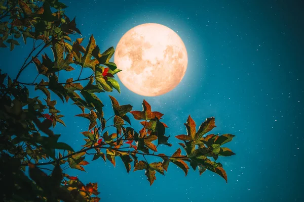 Beautiful Autumn Fantasy Maple Tree Fall Season Full Moon Star — Stock Photo, Image