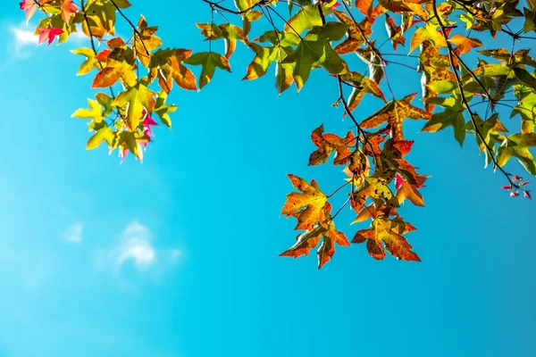 Прекрасне Осіннє Листя Фон Неба Осінній Сезон Барвисте Кленове Листя — стокове фото