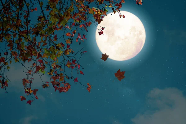 Beautiful Autumn Fantasy Maple Tree Fall Season Full Moon Star — Stock Photo, Image