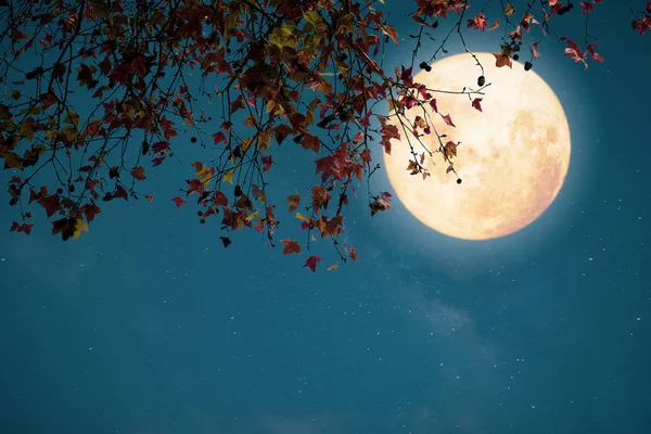 Όμορφο Φθινόπωρο Φαντασία Σφενδάμι Δέντρο Φθινόπωρο Σεζόν Και Πανσέληνος Αστέρι — Φωτογραφία Αρχείου