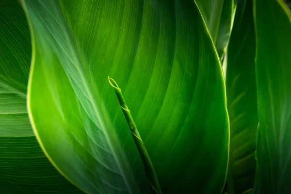 Крупный План Большая Листва Тропических Листьев Темно Зеленой Текстурой Абстрактный — стоковое фото