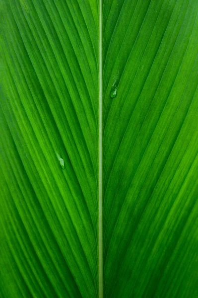 Gros Plan Grand Feuillage Feuilles Tropicales Texture Vert Foncé Fond — Photo