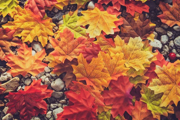 아름다운 가을철 끝납니다 단풍나무 떨어지고 빈티지 색깔의 색조가 나타난다 — 스톡 사진