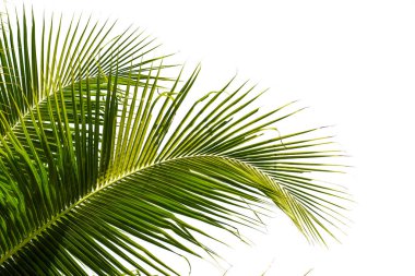 Hindistan cevizi palmiye yaprağı nesne ve rötuş tasarımı için kırpma yolu ile beyaz üzerinde izole.