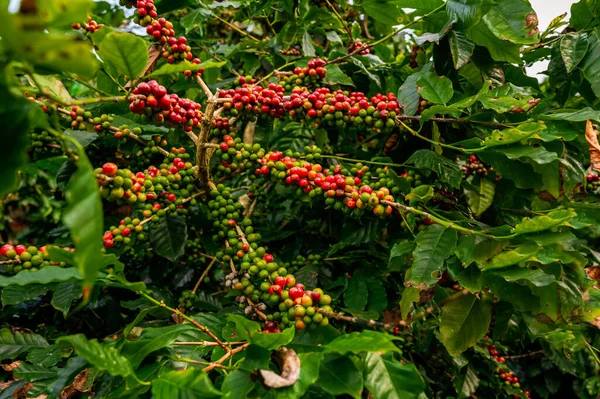 Árbol Café Con Grano Café Árabe Fresco Plantación Café Montaña — Foto de Stock