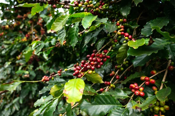 Árbol Café Con Grano Café Árabe Fresco Plantación Café Montaña — Foto de Stock