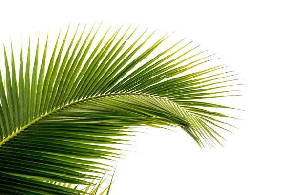 Coconut Palm Leaf Isolated White Clipping Path Object Retouch Design — Stock Photo, Image
