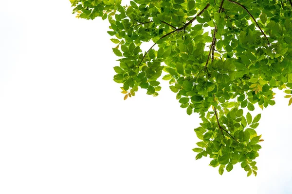 Ramo Árvore Com Folha Verde Isolada Branco Com Caminho Recorte — Fotografia de Stock