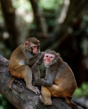 Arka planda iki maymun, kapatın.