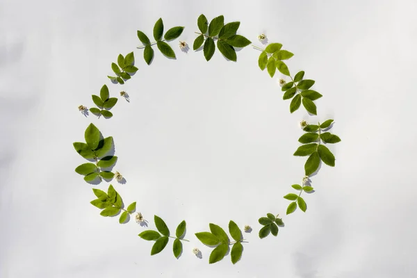 Circle of green leaves of wild rose on a white background. For design of summer background, green frame for text, decorative elements. Top view image.