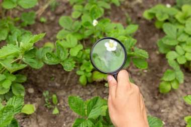 Bir el büyüteç tutar ve çilek yaprakları bakar. Tarımın gelişimi, bitki ve çiftlik bakımı kavramı. El ve büyüteçle yakın çekim. Görüntü.