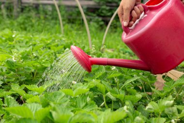 Sulama olabilir ve çilek