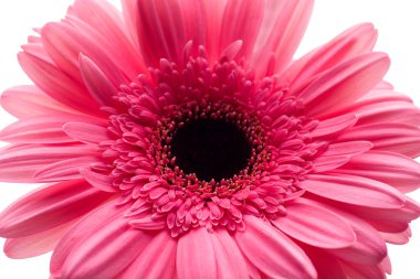 Çiçek açan pembe gerbera papatya çiçeği. Yakın plan.