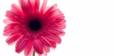 Beyaz arka planda çiçek açan, taze, pembe gerbera. Uzayı kopyala Pankart