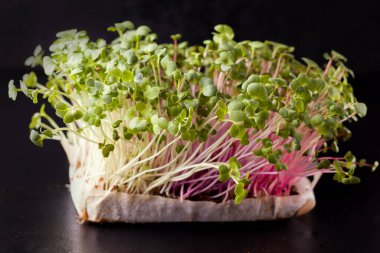 Siyah arka planda taze yeşil mikro yeşiller.