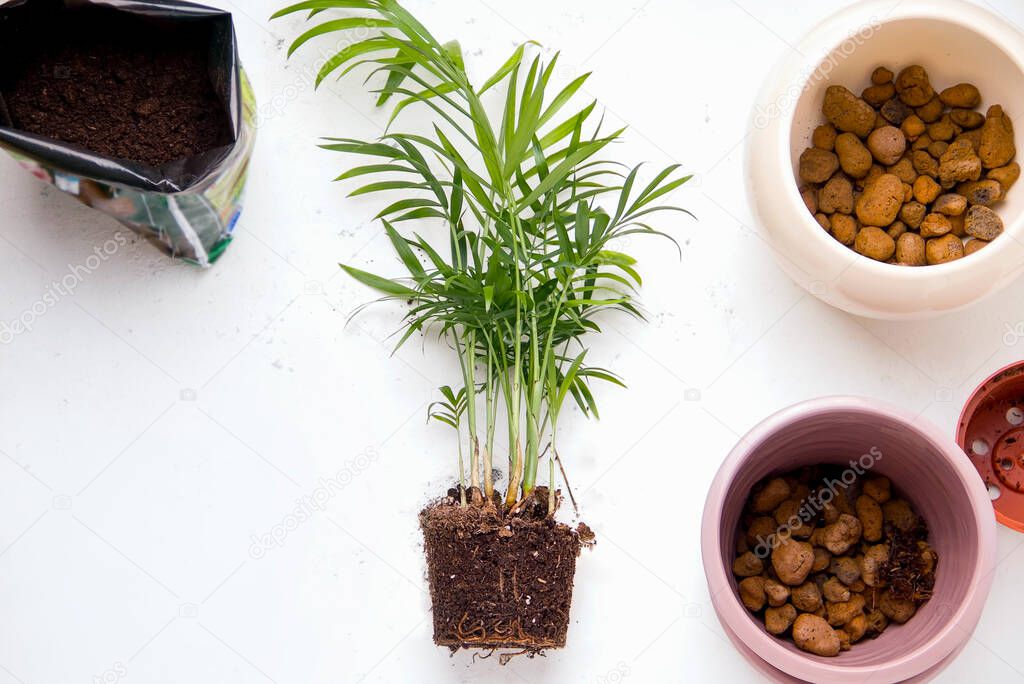 Transplanting indoor plants on a white background. Palm tree Chamaedorea next to the pots. Copy space