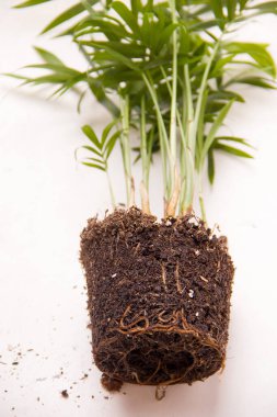 Ev bitkisi nakli konsepti. Palmiye ağacı yere yakın.