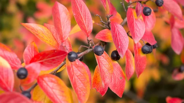 베리에 초점을 맞춘 커터 루디 쿠스의 가을 잎이다. 다채 로운 배경. — 스톡 사진