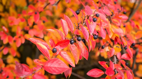 Folhagem de outono de cotoneaster lucidus com foco em baga. Queda fundo colorido . — Fotografia de Stock